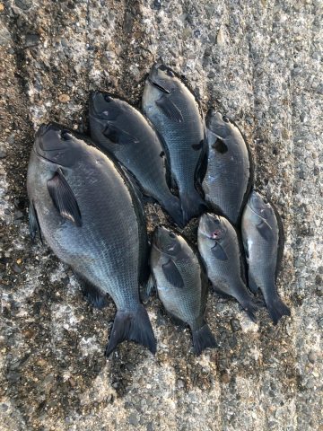 先日にグレを釣りに行きました。