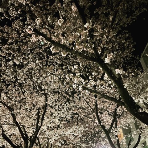 夜桜みて来ました😍👌