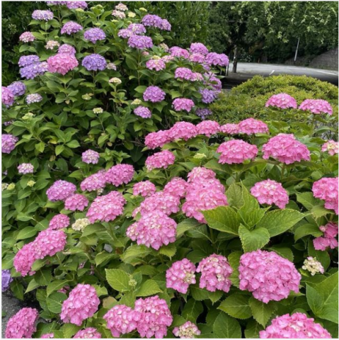 綺麗な紫陽花見つけました！