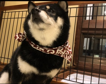 柴犬カフェに行ってきました🐕‍🦺❤